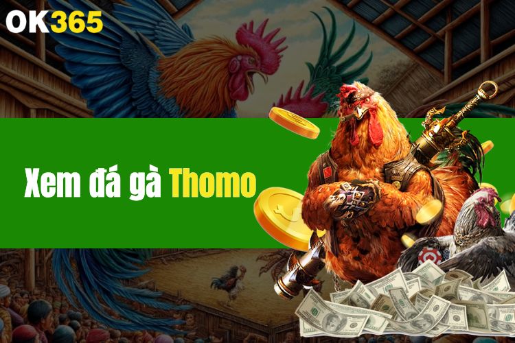 Xem đá gà Thomo trực tuyến, siêu hấp dẫn cùng cổng game OK365